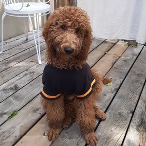 3 for $20 dog shirt